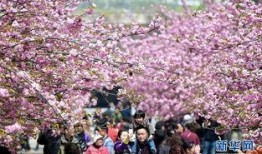 樱花校园最新大爆料,独家爆料带你探秘校园风云