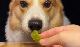 狗狗可以吃网红瓜吗视频,萌宠美食大揭秘