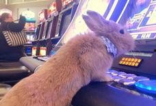 兔子爆料博主视频下载免费,免费下载视频的独家秘籍