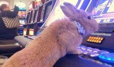 兔子爆料博主视频下载免费,免费下载视频的独家秘籍