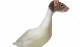 爆料鼠头鸭脖是真的吗视频