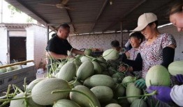 免费的瓜去哪吃,揭秘各大瓜分胜地