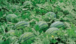 平邑网红吃瓜群微信号,趣味横生的社交盛宴