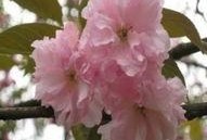 樱花爆料大神视频大全在线观看,精彩瞬间一网打尽