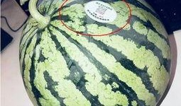 西华网红吃瓜,揭秘网络热点背后的故事