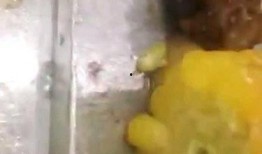 网友爆料吃出虫子视频,食物惊现虫子，食品安全引关注