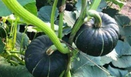 网红贵圈吃瓜是真的吗,揭秘网红圈的真实内幕