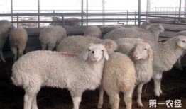 主播爆料山羊生病了吗视频,主播现场直播揭秘真相