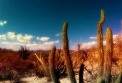 最新沙漠爆料视频下载网站,海量资源一网打尽