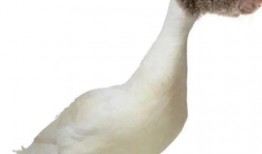 爆料鼠头鸭脖是真的吗视频