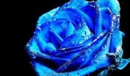 爆料蓝色妖姬视频下载安装,视频下载安装攻略全解析