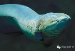 电鳗最新爆料,娱乐圈最新爆料大起底