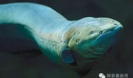 电鳗最新爆料,娱乐圈最新爆料大起底