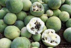 美国华人网红吃瓜,吃瓜背后的故事与真相