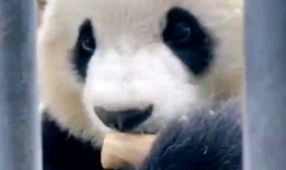 青姐爆料熊猫视频,熊猫视频背后的温馨瞬间
