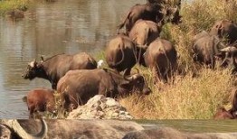 水牛配方爆料视频教程,视频教程带你轻松掌握制作技巧