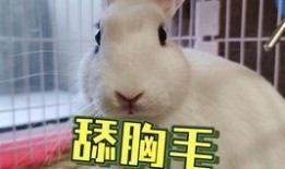 网红炸裂吃瓜事件女,女生视角下的网络狂欢与反思