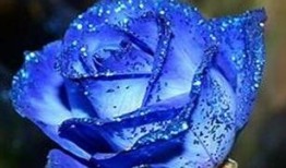 爆料蓝色妖姬视频下载安装,视频下载安装攻略全解析