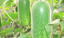 吃瓜娱乐图片高清无水印,捕捉娱乐圈精彩瞬间