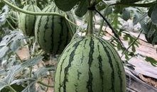 西华网红吃瓜,揭秘网络热点背后的故事