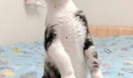 娱乐吃瓜酱社恐猫咪,社恐猫咪的娱乐吃瓜日常