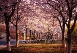 樱花校园最新大爆料,独家爆料带你探秘校园风云