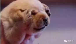 累充宠物最新爆料